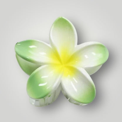 Plumeria Radiance - 8cm