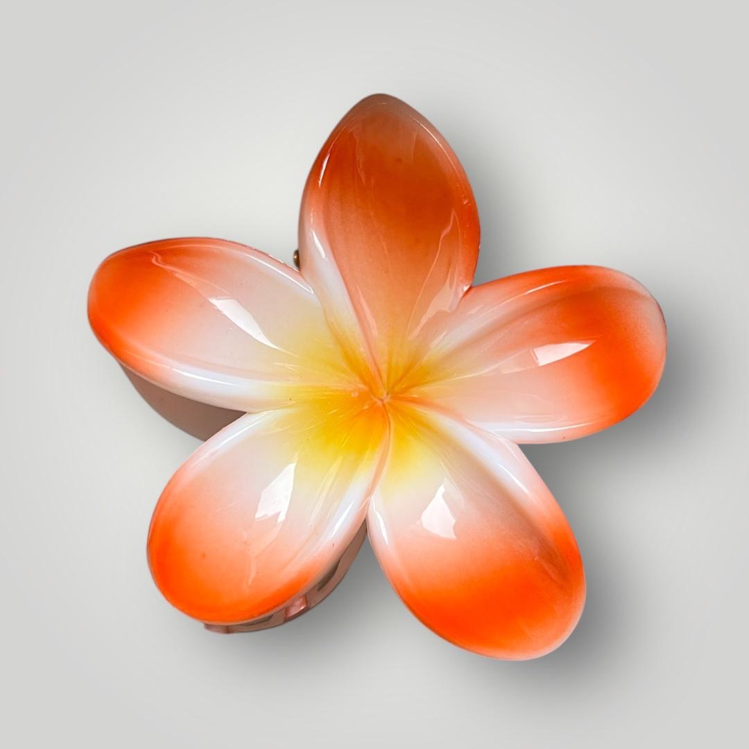 Plumeria Radiance - 8cm