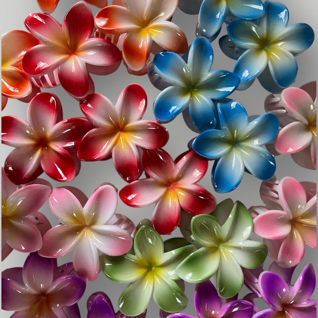 Plumeria Radiance - 8cm